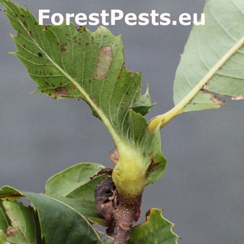 Hrčiarka Dryocosmus kuriphilus