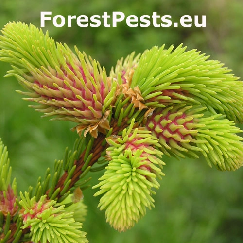 K&ocirc;rovnica zelen&aacute;