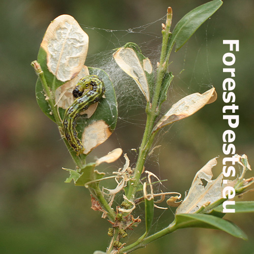 V&iacute;jačka kru&scaron;p&aacute;nov&aacute;