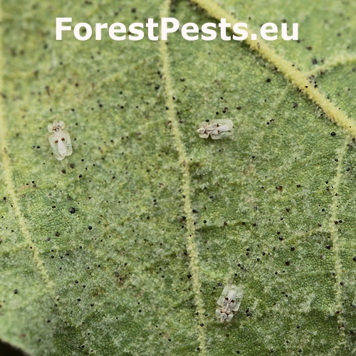 Sietnička platanov&aacute;