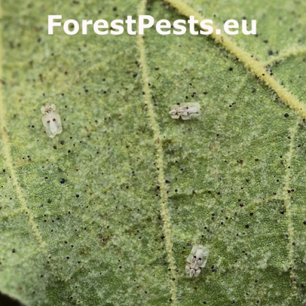 Sietnička platanov&aacute;