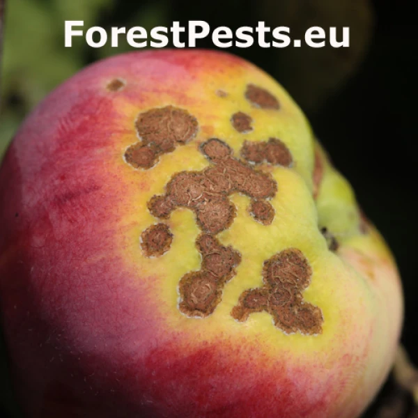 Chrastavitosť jablon&iacute;