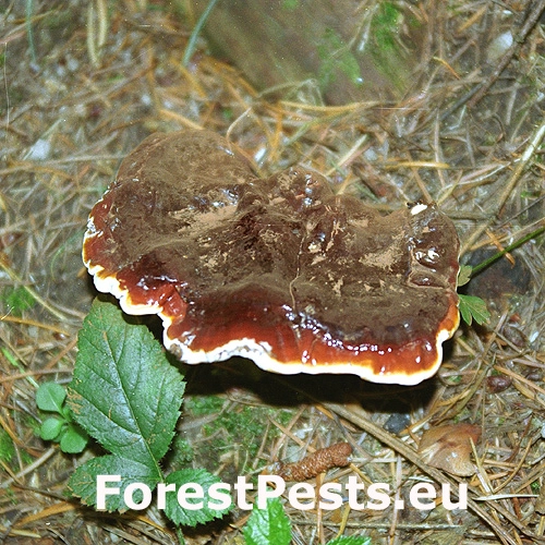 Lesklok&ocirc;rovka ihličnanov&aacute;