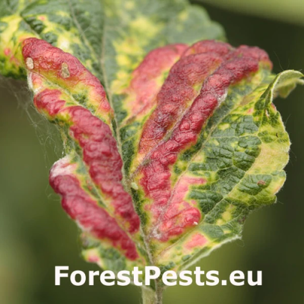 Vo&scaron;ka Dysaphis devecta