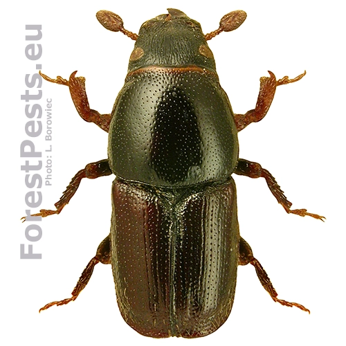 Podk&ocirc;rnik slivkov&yacute;