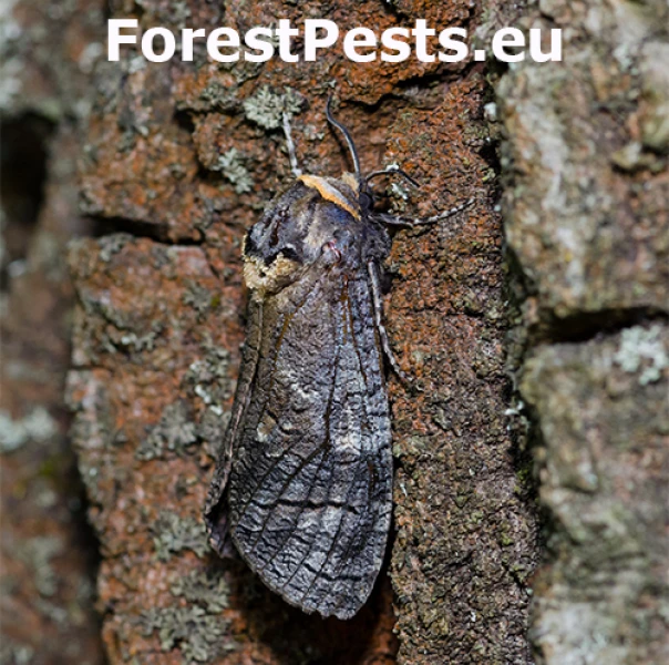 Drevotoč obyčajn&yacute;