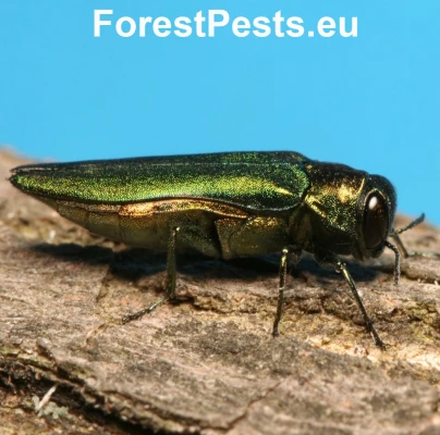 Krasoň Agrilus planipennis