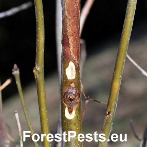Čia&scaron;očka jaseňov&aacute;