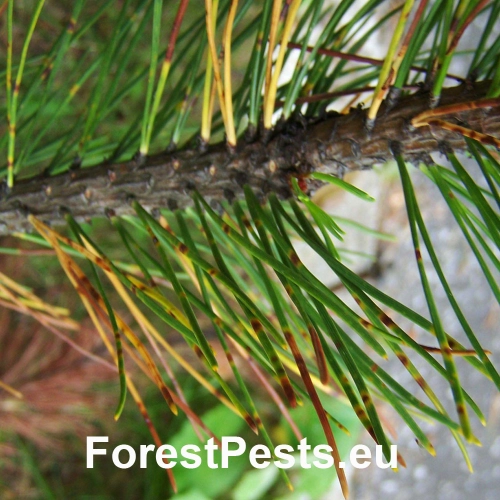 Sypavka borov&iacute;c hned&aacute;