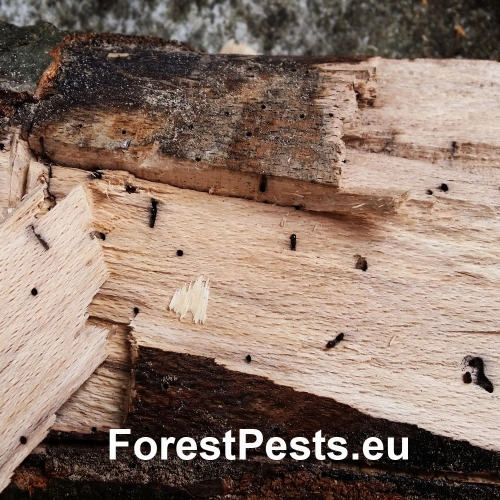 Drvin&aacute;rik čierny