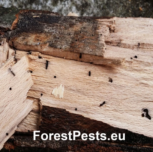 Drvin&aacute;rik čierny