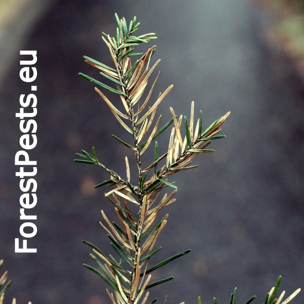 Sypavka jedľov&aacute;