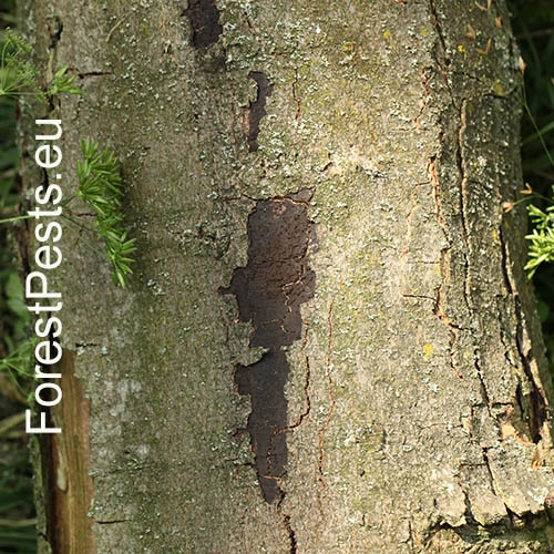 Rakovina k&ocirc;ry javora