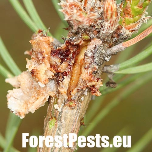 Obaľovač smolov&yacute;