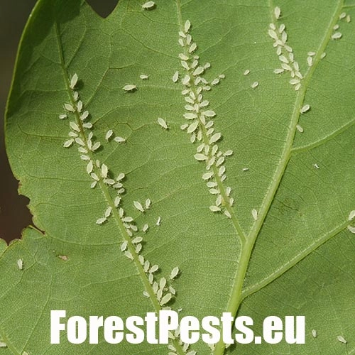 Vo&scaron;ka Tuberculatus annulatus