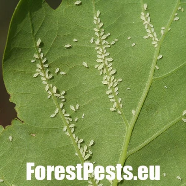 Vo&scaron;ka Tuberculatus annulatus