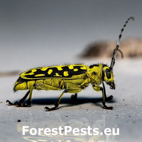 Vrz&uacute;nik mramorov&yacute;