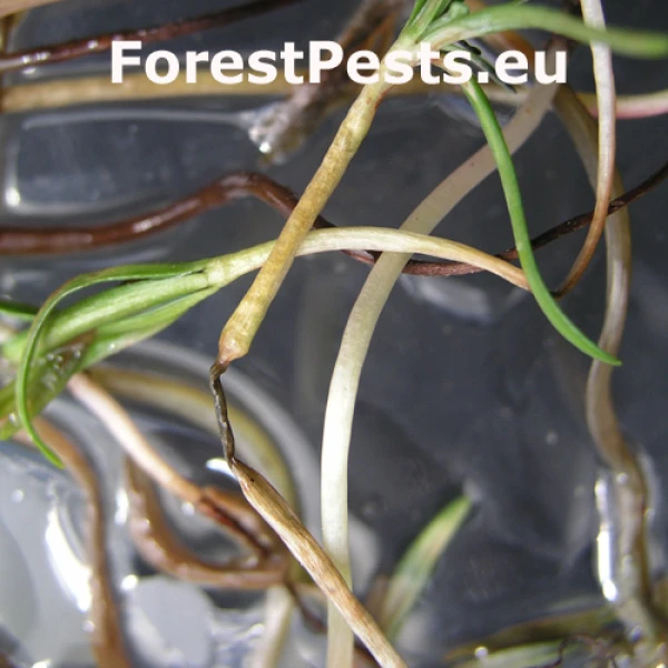 Altern&aacute;ria premenliv&aacute;