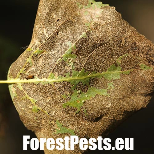 Liskavka Phyllodecta vitellinae