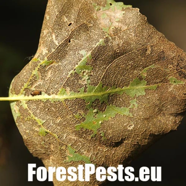 Liskavka Phyllodecta vitellinae