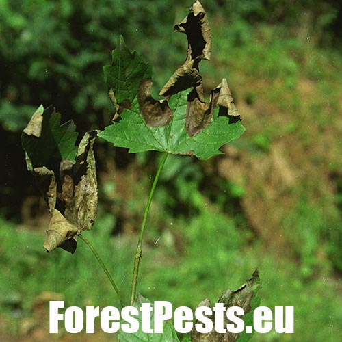 Huba Petrakia echinata