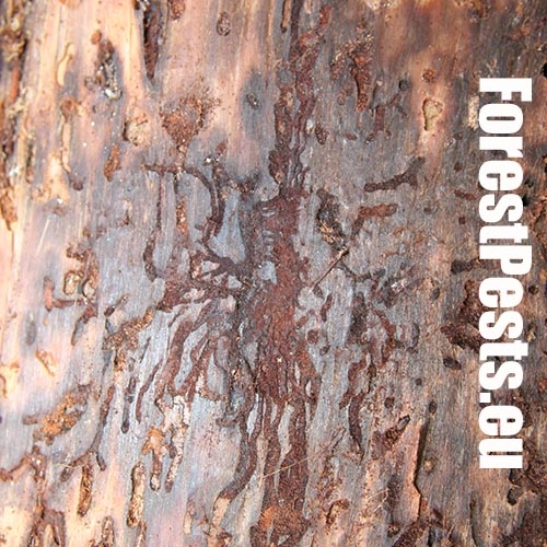 Podk&ocirc;rnik Hylurgops glabratus