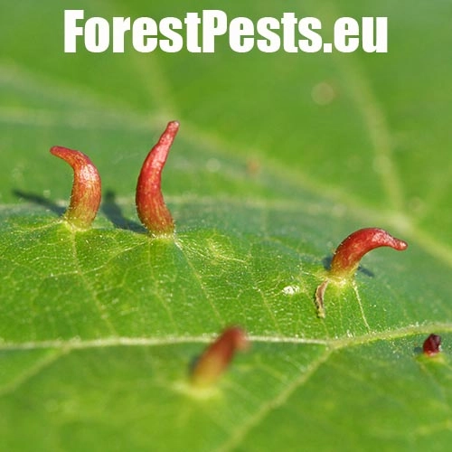 Roztoč Vlnovn&iacute;k lipov&yacute;