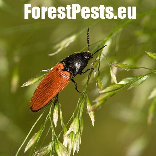 Kov&aacute;čikovit&eacute; Elateridae