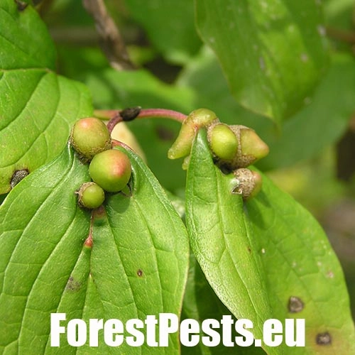Byľomor Craneiobia corni