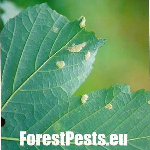 Roztoč Aceria pseudoplatani