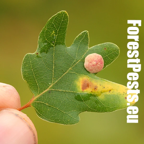 Hrčiarka Andricus albipes