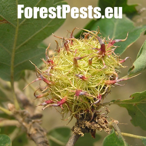 Hrčiarka Andricus caputmedusae