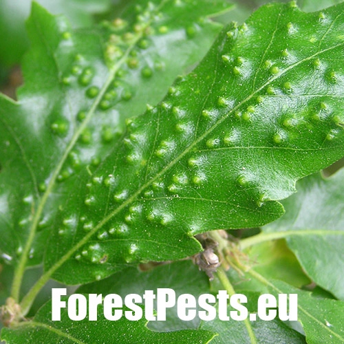 Hrčiarka Janetia cerris