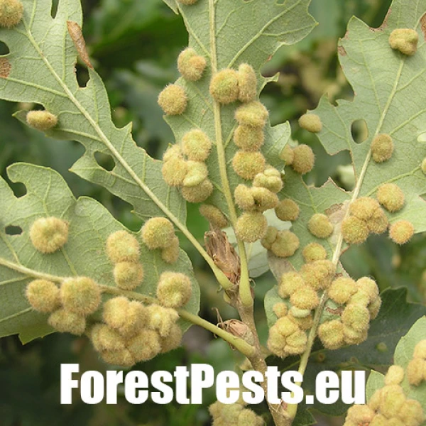 Hrčiarka Dryomyia circinans