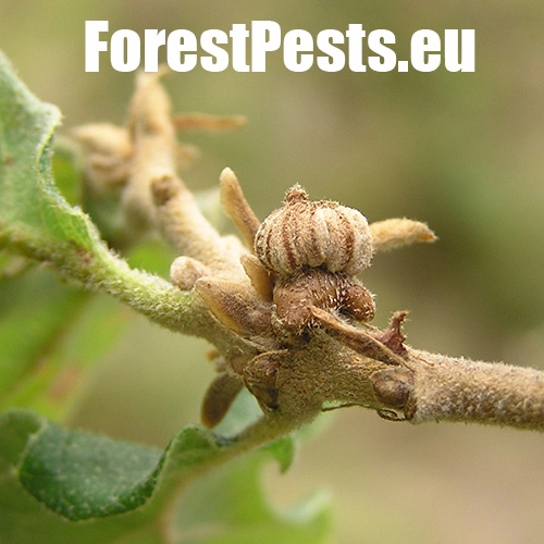 Hrčiarka Andricus galeatus