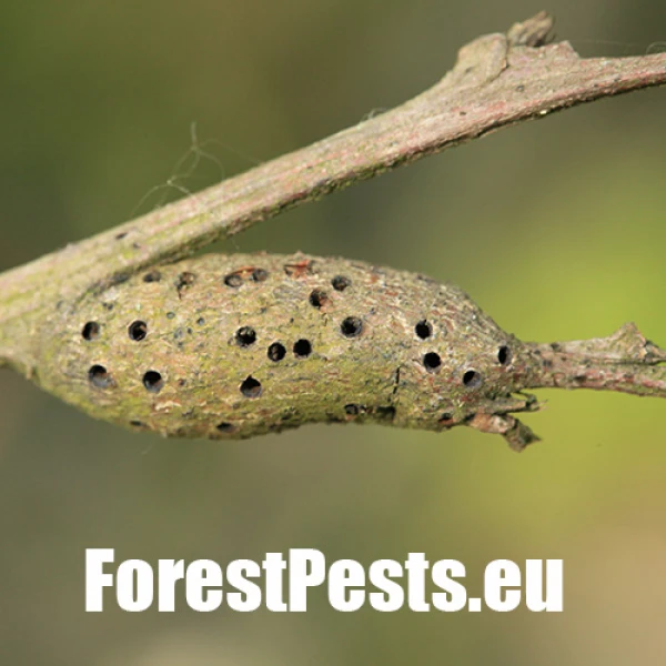 Hrčiarka Pseudoneuroterus macropterus