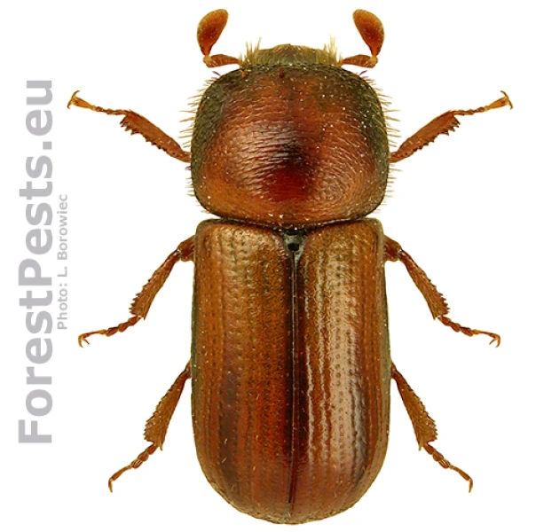 Drevokaz čiarkovan&yacute;