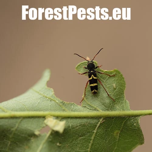 Fuz&aacute;č Clytus arietis