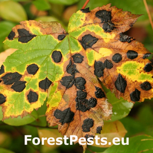 Čerň javorov&aacute;