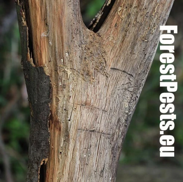 Podk&ocirc;rnik hrabov&yacute;