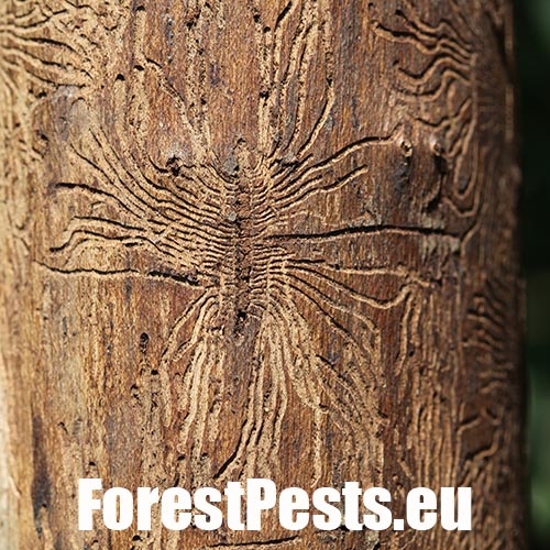 Podk&ocirc;rniky Scolytus na breste