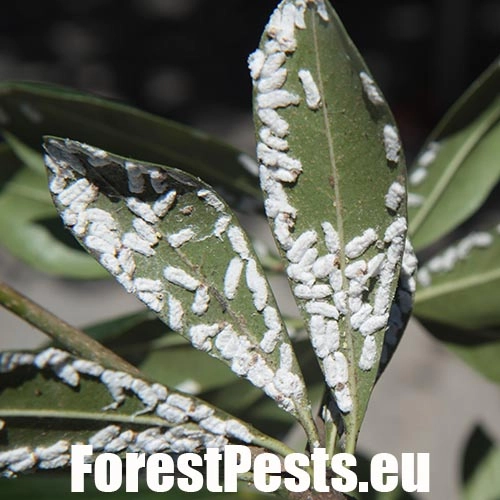 Červec Pulvinaria hydrangeae