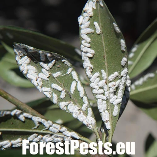 Červec Pulvinaria hydrangeae