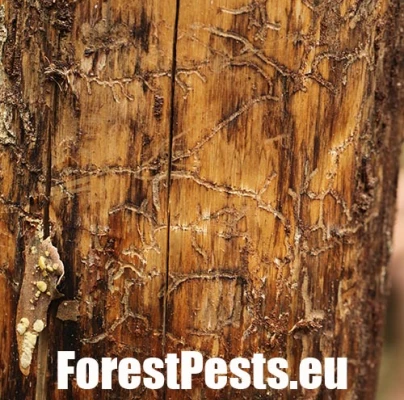 Lykožr&uacute;t Orthotomicus longicollis