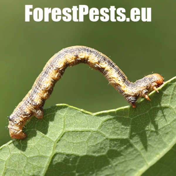 Piadivka pomarančov&aacute;