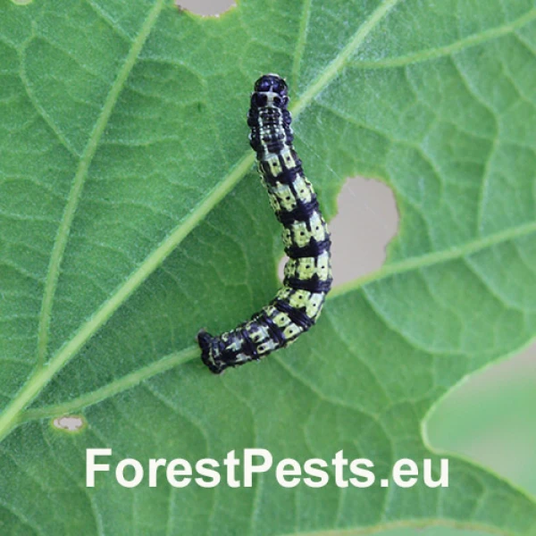 Piadivka osikov&aacute;