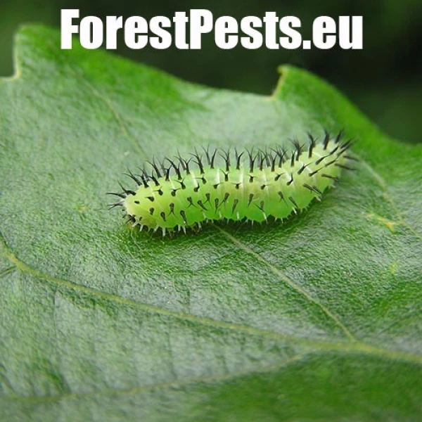 Piliarka Periclista spp. 