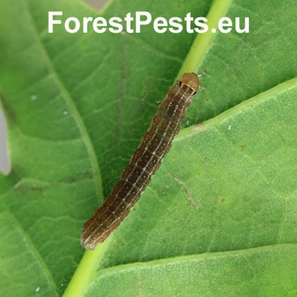 Mora mnohotv&aacute;rna