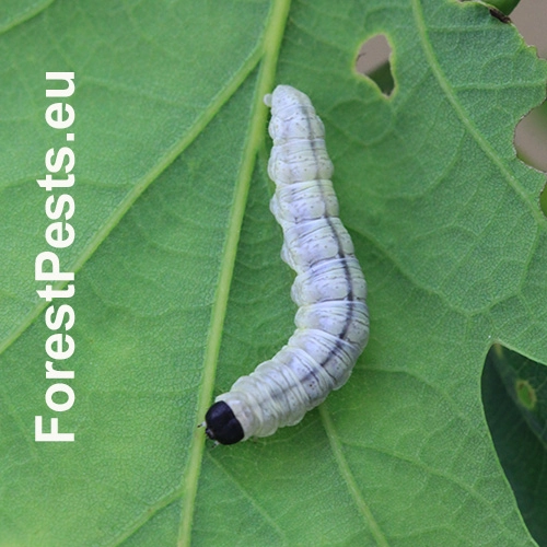 M&ocirc;rka dubinov&aacute;