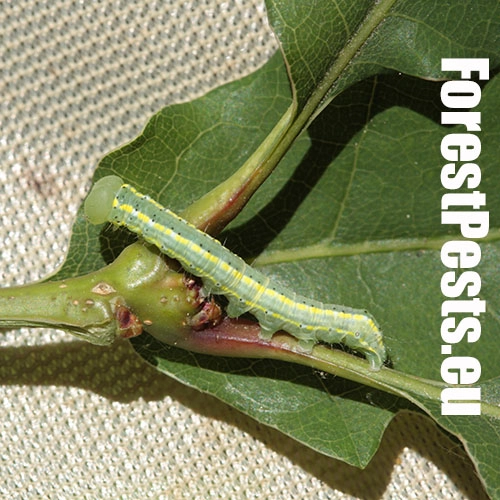 Chochlatka dubov&aacute; 